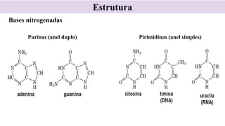 Estrutura
Purinas (anel duplo) Pirimidinas (anel simples)
Bases nitrogenadas
 