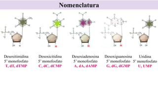 Nomenclatura
H H
Desoxiadenosina
5’ monofosfato
A, dA, dAMP
Desoxiguanosina
5’ monofosfato
G, dG, dGMP
Desoxitimidina
5’ monofosfato
T, dT, dTMP
Desoxicitidina
5’ monofosfato
C, dC, dCMP
Uridina
5’ monofosfato
U, UMP
H
 