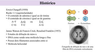 Erwin Chargaff (1950)
Razão 1:1 (equimolaridade)
• O conteúdo de adenina é igual ao de timina
• O conteúdo de citosina é igual ao de guanina
A=T A+G ou T+C
C=G T+C A+G
James Watson & Francis Crick; Rosalind Franklin (1953)
• Estudos de difração de raios-x
• DNA como sendo uma molécula longa e fina
• Possui dois filamentos associados entre si
• Molécula helicoidal
Histórico
Fotografia de difração de raio-x de uma
fibra de DNA orientada verticalmente
 