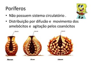Poríferos
• Não possuem sistema circulatório .
• Distribuição por difusão e movimento dos
  amebócitos e agitação pelos coanócitos
 