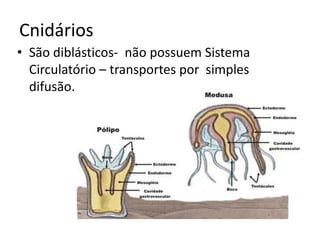 Cnidários
• São diblásticos- não possuem Sistema
  Circulatório – transportes por simples
  difusão.
 