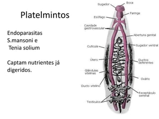 Platelmintos
Endoparasitas
S.mansoni e
Tenia solium

Captam nutrientes já
digeridos.
 