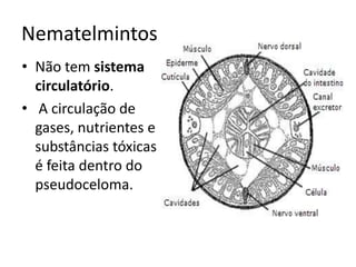 Nematelmintos
• Não tem sistema
  circulatório.
• A circulação de
  gases, nutrientes e
  substâncias tóxicas
  é feita dentro do
  pseudoceloma.
 