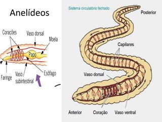 Anelídeos
 