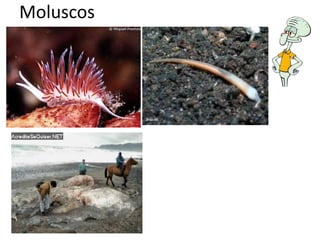 Moluscos
 