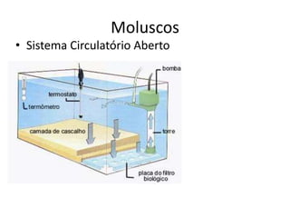 Moluscos
• Sistema Circulatório Aberto
 