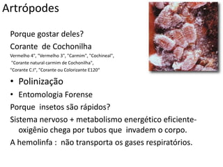 Artrópodes
 Porque gostar deles?
 Corante de Cochonilha
 Vermelho 4", "Vermelho 3", "Carmim", "Cochineal",
  "Corante natural carmim de Cochonilha",
 "Corante C.I", "Corante ou Colorizante E120“

 • Polinização
 • Entomologia Forense
 Porque insetos são rápidos?
 Sistema nervoso + metabolismo energético eficiente-
    oxigênio chega por tubos que invadem o corpo.
 A hemolinfa : não transporta os gases respiratórios.
 