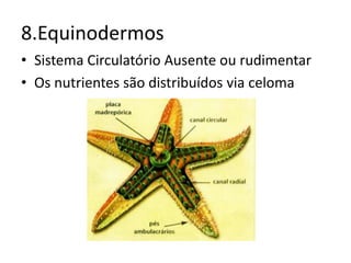 8.Equinodermos
• Sistema Circulatório Ausente ou rudimentar
• Os nutrientes são distribuídos via celoma
 