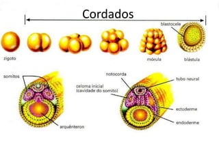 Cordados
 