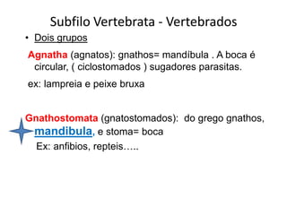 Subfilo Vertebrata - Vertebrados
• Dois grupos
Agnatha (agnatos): gnathos= mandíbula . A boca é
 circular, ( ciclostomados ) sugadores parasitas.
ex: lampreia e peixe bruxa


Gnathostomata (gnatostomados): do grego gnathos,
 mandibula, e stoma= boca
  Ex: anfibios, repteis…..
 