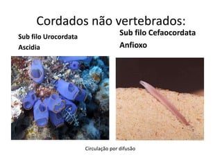 Cordados não vertebrados:
Sub filo Urocordata
                                     Sub filo Cefaocordata
Ascidia                              Anfioxo




                      Circulação por difusão
 