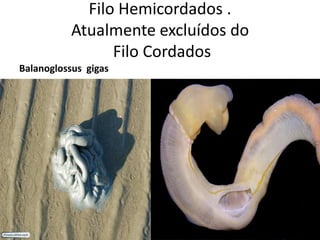 Filo Hemicordados .
           Atualmente excluídos do
                 Filo Cordados
Balanoglossus gigas
 