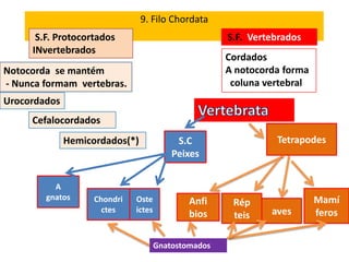 9. Filo Chordata
      S.F. Protocortados                              S.F. Vertebrados
     INvertebrados
                                                      Cordados
Notocorda se mantém                                   A notocorda forma
- Nunca formam vertebras.                              coluna vertebral
Urocordados
     Cefalocordados
              Hemicordados(*)              S.C                  Tetrapodes
                                          Peixes


          A
        gnatos      Chondri   Oste                                        Mamí
                                              Anfi     Rép
                      ctes    ictes                            aves       feros
                                              bios     teis

                                      Gnatostomados
 