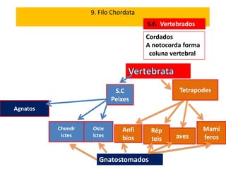 9. Filo Chordata
                                      S.F. Vertebrados
                                      Cordados
                                      A notocorda forma
                                       coluna vertebral




                            S.C                 Tetrapodes
                           Peixes
Agnatos


          Chondr   Oste       Anfi     Rép                Mamí
           ictes   ictes                       aves       feros
                              bios     teis


                      Gnatostomados
 