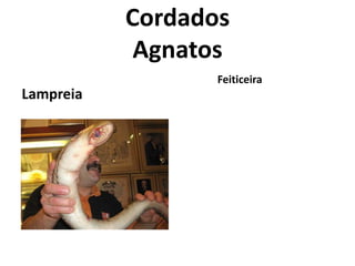 Cordados
            Agnatos
                  Feiticeira
Lampreia
 