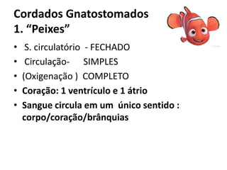 Cordados Gnatostomados
1. “Peixes”
•    S. circulatório - FECHADO
•    Circulação- SIMPLES
•   (Oxigenação ) COMPLETO
•   Coração: 1 ventrículo e 1 átrio
•   Sangue circula em um único sentido :
    corpo/coração/brânquias
 