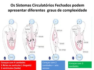 Os Sistemas Circulatórios Fechados podem
       apresentar diferentes graus de complexidade




Coraçao com 4 cavidades            Coraçao com 2      Coraçao com 3
2 Átrios ou aurículas ( chegada)   cavidades + seio   cavidades
2 ventrículos (Saída)              venoso
 