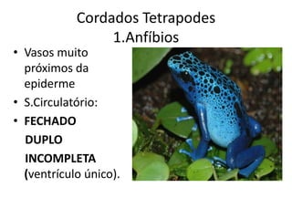 Cordados Tetrapodes
                 1.Anfíbios
• Vasos muito
  próximos da
  epiderme
• S.Circulatório:
• FECHADO
  DUPLO
  INCOMPLETA
  (ventrículo único).
 