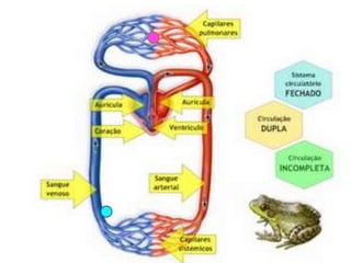 Anfíbios - Coração
• Dois átrios e um ventrículo
 
