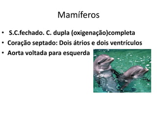 Mamíferos
• S.C.fechado. C. dupla (oxigenação)completa
• Coração septado: Dois átrios e dois ventrículos
• Aorta voltada para esquerda
 