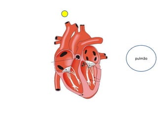 pulmão
 