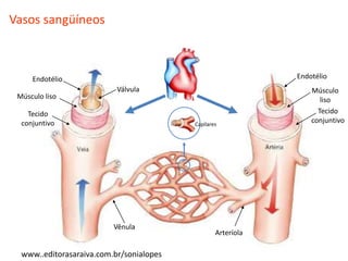 Vasos sangüíneos



     Endotélio                                                Endotélio
                           Válvula                                Músculo
 Músculo liso                                                        liso
    Tecido                                                          Tecido
  conjuntivo                              Capilares
                                                                  conjuntivo




                          Vênula
                                                  Arteríola

  www..editorasaraiva.com.br/sonialopes
 