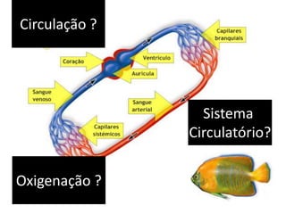 Circulação ?




                 Sistema
               Circulatório?


Oxigenação ?
 