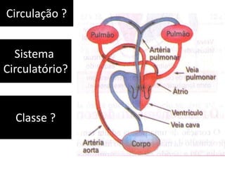 Circulação ?


  Sistema
Circulatório?


  Classe ?
 
