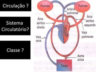 Circulação ?


  Sistema
Circulatório?


  Classe ?
 