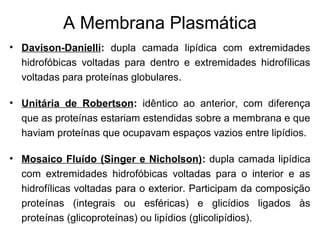 A Membrana Plasmática
• Davison-Danielli: dupla camada lipídica com extremidades
hidrofóbicas voltadas para dentro e extremidades hidrofílicas
voltadas para proteínas globulares.
• Unitária de Robertson: idêntico ao anterior, com diferença
que as proteínas estariam estendidas sobre a membrana e que
haviam proteínas que ocupavam espaços vazios entre lipídios.
• Mosaico Fluído (Singer e Nicholson): dupla camada lipídica
com extremidades hidrofóbicas voltadas para o interior e as
hidrofílicas voltadas para o exterior. Participam da composição
proteínas (integrais ou esféricas) e glicídios ligados às
proteínas (glicoproteínas) ou lipídios (glicolipídios).
 