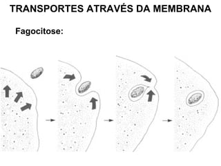 TRANSPORTES ATRAVÉS DA MEMBRANA
Fagocitose:
 