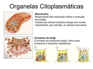 Organelas Citoplasmáticas
Complexo de Golgi:
É formado por pequenas bolsas. Serve para
armazenar e descartar substâncias.
Mitocôndria:
Responsável pela respiração celular e produção
de energia.
Células que utilizam bastante energia tem muitas
mitocôndrias, por exemplo, as células musculares.
 