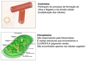 Centríolos:
Participam do processo de formação de
cílios e flagelos e da divisão celular
(multiplicação das células).
Cloroplastos:
São responsáveis pela fotossíntese.
É nestas estruturas que encontramos a
CLOROFILA (pigmento verde).
São encontrados apenas nas células vegetais!
 