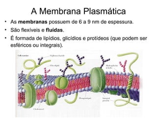 A Membrana Plasmática
• As membranas possuem de 6 a 9 nm de espessura.
• São flexíveis e fluídas.
• É formada de lipídios, glicídios e protídeos (que podem ser
esféricos ou integrais).
 