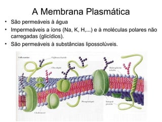 A Membrana Plasmática
• São permeáveis à água
• Impermeáveis a íons (Na, K, H,...) e à moléculas polares não
carregadas (glicídios).
• São permeáveis à substâncias lipossolúveis.
 