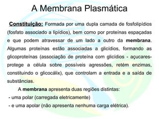 A Membrana Plasmática
Constituição:Constituição: Formada por uma dupla camada de fosfolipídios
(fosfato associado a lipídios), bem como por proteínas espaçadas
e que podem atravessar de um lado a outro da membrana.
Algumas proteínas estão associadas a glicídios, formando as
glicoproteínas (associação de proteína com glicídios - açucares-
protege a célula sobre possíveis agressões, retém enzimas,
constituindo o glicocálix), que controlam a entrada e a saída de
substâncias.
A membrana apresenta duas regiões distintas:
- uma polar (carregada eletricamente)
- e uma apolar (não apresenta nenhuma carga elétrica).
 