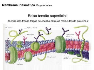 Baixa tensão superficial:
decorre das fracas forças de coesão entre as moléculas de proteínas;
Membrana Plasmática: Propriedades
 