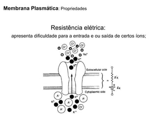 Membrana Plasmática: Propriedades
Resistência elétrica:
apresenta dificuldade para a entrada e ou saída de certos íons;
 