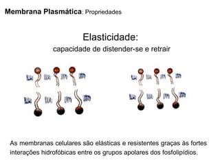 Membrana Plasmática: Propriedades
As membranas celulares são elásticas e resistentes graças às fortes
interações hidrofóbicas entre os grupos apolares dos fosfolipídios.
Elasticidade:
capacidade de distender-se e retrair
 