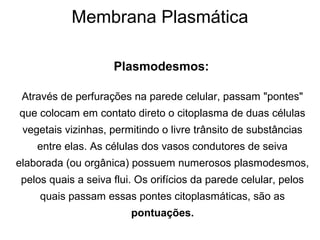 Membrana Plasmática
Plasmodesmos:
Através de perfurações na parede celular, passam "pontes"
que colocam em contato direto o citoplasma de duas células
vegetais vizinhas, permitindo o livre trânsito de substâncias
entre elas. As células dos vasos condutores de seiva
elaborada (ou orgânica) possuem numerosos plasmodesmos,
pelos quais a seiva flui. Os orifícios da parede celular, pelos
quais passam essas pontes citoplasmáticas, são as
pontuações.
 