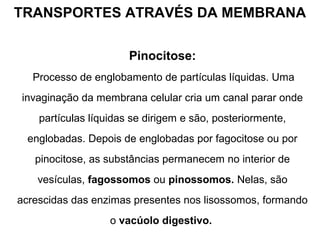 TRANSPORTES ATRAVÉS DA MEMBRANA
Pinocitose:
Processo de englobamento de partículas líquidas. Uma
invaginação da membrana celular cria um canal parar onde
partículas líquidas se dirigem e são, posteriormente,
englobadas. Depois de englobadas por fagocitose ou por
pinocitose, as substâncias permanecem no interior de
vesículas, fagossomos ou pinossomos. Nelas, são
acrescidas das enzimas presentes nos lisossomos, formando
o vacúolo digestivo.
 