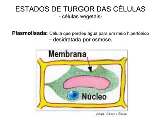 ESTADOS DE TURGOR DAS CÉLULAS
- células vegetais-
Plasmolisada: Célula que perdeu água para um meio hipertônico
– desidratada por osmose.
 
