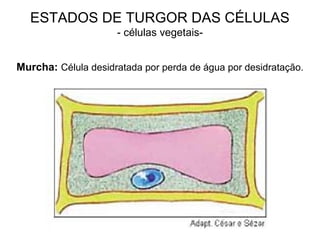 ESTADOS DE TURGOR DAS CÉLULAS
- células vegetais-
Murcha: Célula desidratada por perda de água por desidratação.
 