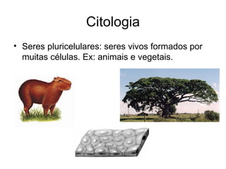 Citologia
• Seres pluricelulares: seres vivos formados por
muitas células. Ex: animais e vegetais.
 