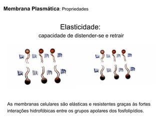 Membrana Plasmática: Propriedades
As membranas celulares são elásticas e resistentes graças às fortes
interações hidrofóbicas entre os grupos apolares dos fosfolipídios.
Elasticidade:
capacidade de distender-se e retrair
 