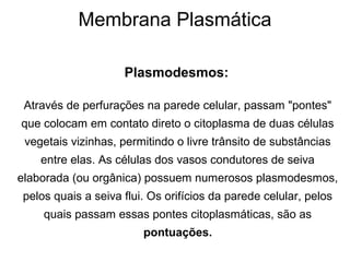 Membrana Plasmática
Plasmodesmos:
Através de perfurações na parede celular, passam "pontes"
que colocam em contato direto o citoplasma de duas células
vegetais vizinhas, permitindo o livre trânsito de substâncias
entre elas. As células dos vasos condutores de seiva
elaborada (ou orgânica) possuem numerosos plasmodesmos,
pelos quais a seiva flui. Os orifícios da parede celular, pelos
quais passam essas pontes citoplasmáticas, são as
pontuações.
 