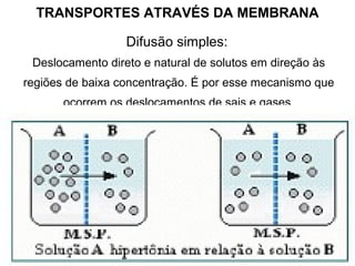 TRANSPORTES ATRAVÉS DA MEMBRANA
Difusão simples:
Deslocamento direto e natural de solutos em direção às
regiões de baixa concentração. É por esse mecanismo que
ocorrem os deslocamentos de sais e gases.
 