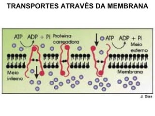 TRANSPORTES ATRAVÉS DA MEMBRANA
 