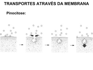 TRANSPORTES ATRAVÉS DA MEMBRANA
Pinocitose:
 