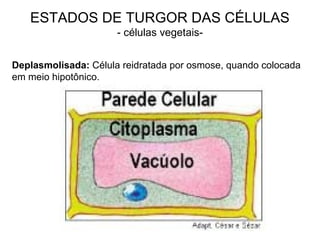 ESTADOS DE TURGOR DAS CÉLULAS
- células vegetais-
Deplasmolisada: Célula reidratada por osmose, quando colocada
em meio hipotônico.
 